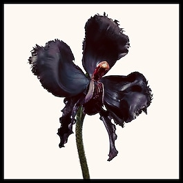 Black Orchid - Reserve