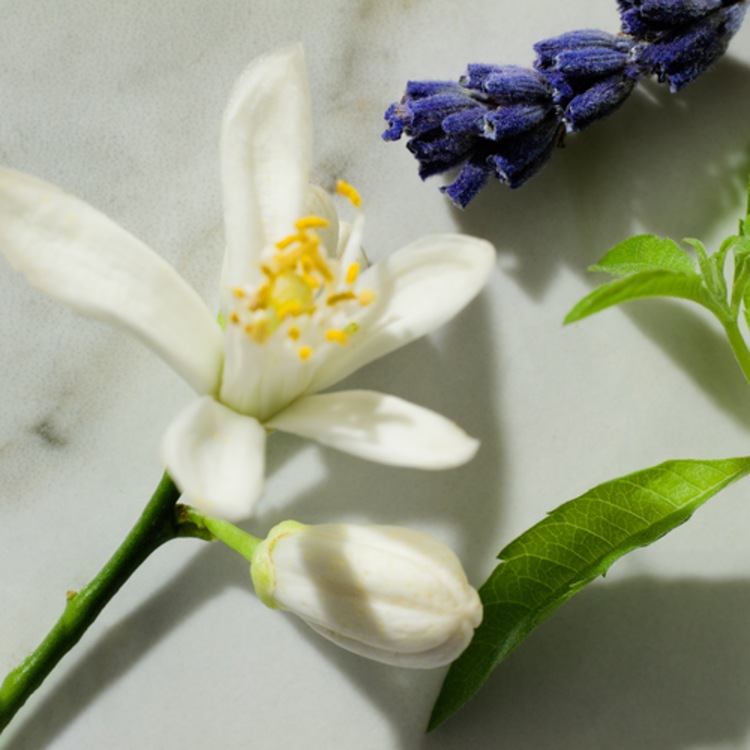 Libre Eau de Parfum - Format voyage