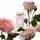 Rose De Grasse Pour Filles - Woda toaletowa