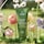 Be Curly Advanced Styling Essentials - Set