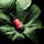 nutriplenish™ multi-use hair oil - Ulei multifunctional pentru par