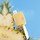 Tanning Oil Pineapple SPF 15