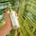 Superfoods - Avocado + Kiwi Mega Moisture 3-in1 Leave-In Spray