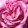Allegra Fiori D'amore - Woda perfumowana
