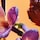Allegra Rock'N'Rome - Eau de Parfum