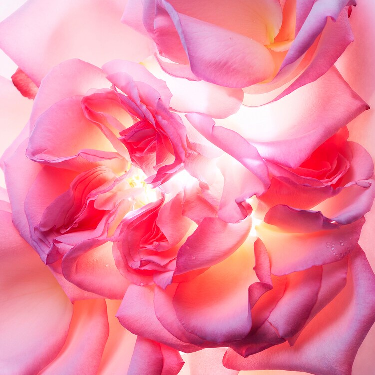Allegra Magnifying Rose - Eau de Parfum