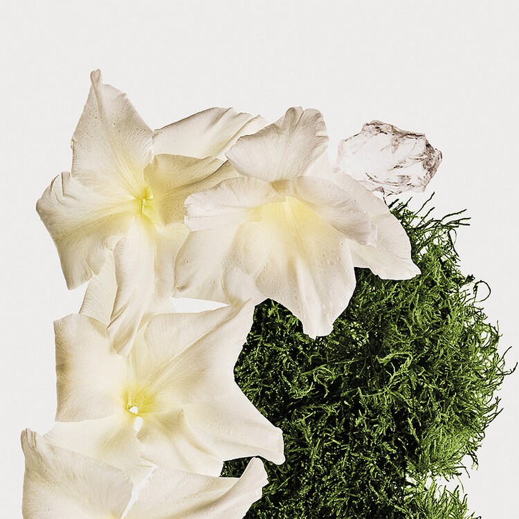 Calvin Klein Cotton Musk - mgiełka do ciała i włosów