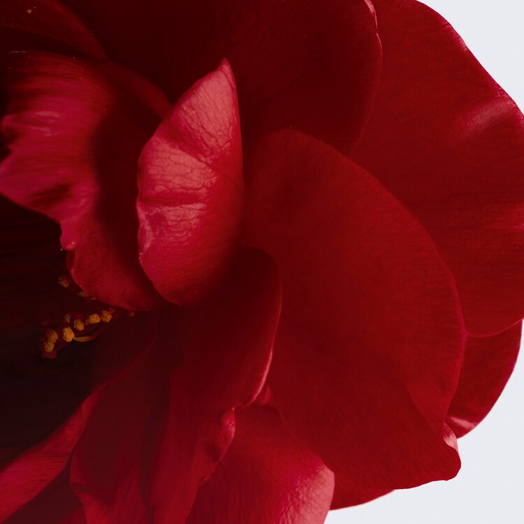 N°1 DE CHANEL - Balsamo Para Labios y Mejillas