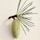 Chloé Atelier des Fleur Cedrus – Woda Perfumowana