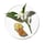 Aromatics In White - Eau de Parfum
