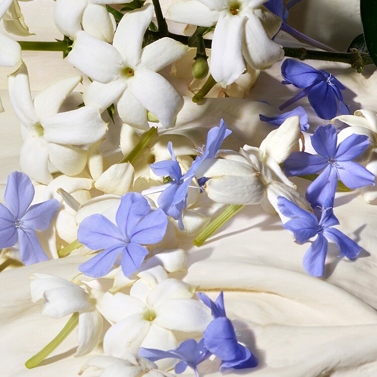 Dolce Blue Jasmine - Eau de Parfum Doma