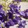 Dolce Violet - Eau de toilette