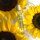 Sunflower Pop - Eau de Parfum Travel Size