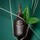Black Tea Firming Peptides Serum - Straffendes Serum mit schwarzem Tee