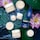 Lotus Moisturizer - Anti-Aging-Tagescreme mit Lotus und Vitamin E