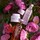 Rose Lip Cream - Bálsamo labial hidratante de rosas