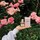 Honey Infused Perfume - Parfum pour les cheveux