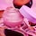 Plum Plump med hyaluronsyre - Skinnende læbepomade