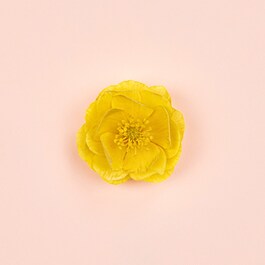 Bloom Ambrosia D'Oro EDP - Apa de parfum