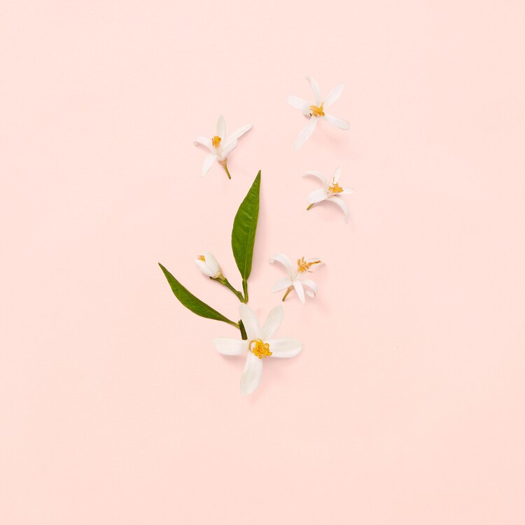 Bloom - Eau de Toilette