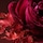 The Alchemist's Garden Rosa Incandescente - Eau de Parfum