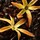The Alchemist's Garden Ylang Ambrato - Eau de Parfum