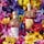 Aqua Allegoria Florabloom - Eau de Toilette