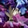 Absolus Allegoria Florabloom-Eau de Parfum 