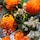 Aqua Allegoria Mandarine Basilic - Coffret Eau de Toilette