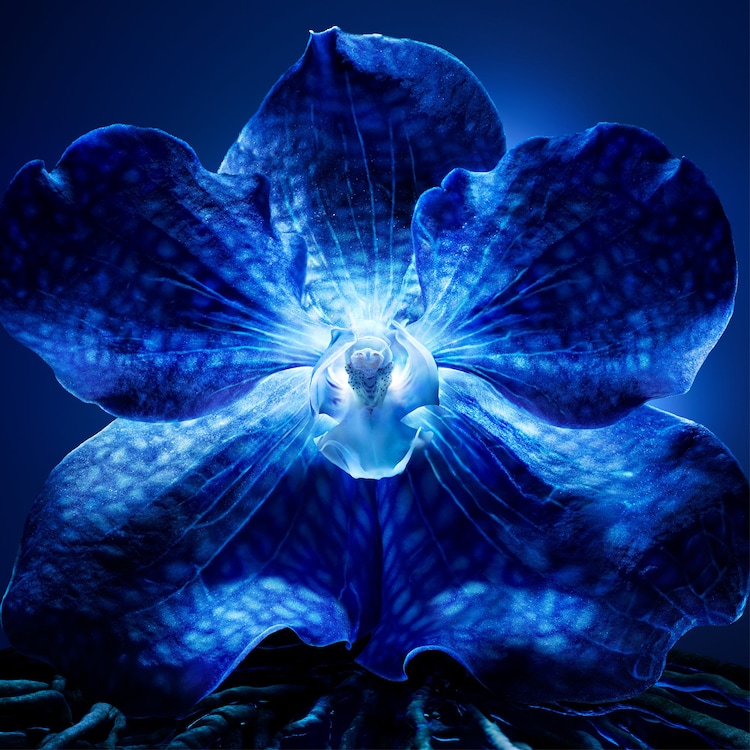 Orchidée Impériale - El Concentrado de Longevidad