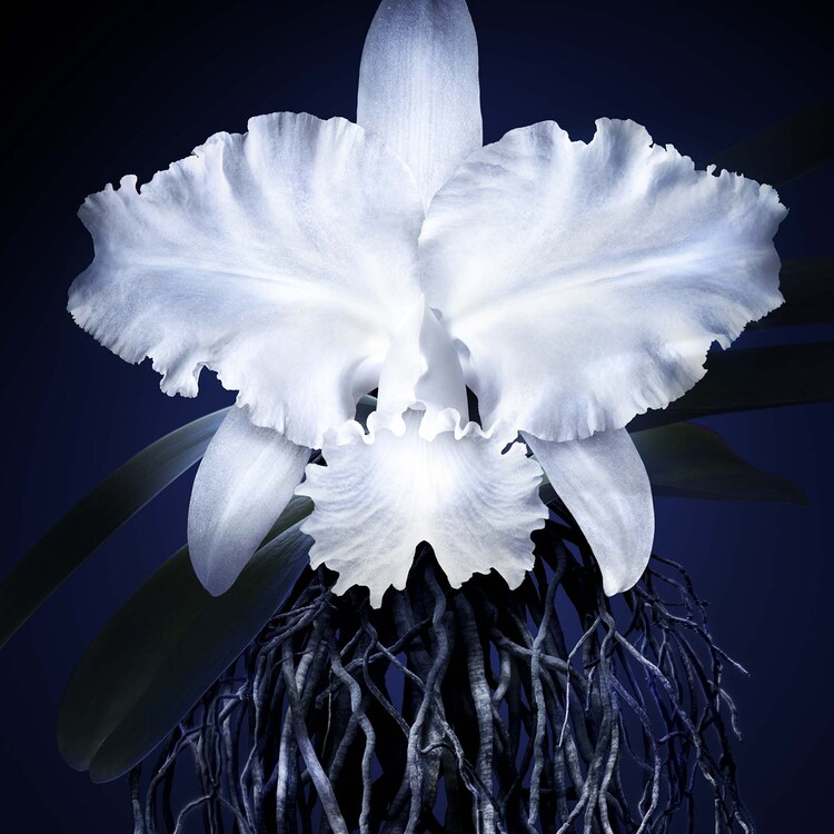 Orchidée Impériale - La Crème Légère