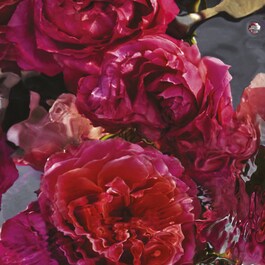 Aqua Allegoria Rosa Rossa Forte Eau de Parfum