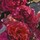 Aqua Allegoria Forte Rosa Rossa - Eau de Parfum
