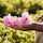 Aqua Allegoria Harvest Rosa Rossa - Woda Toaletowa