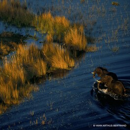 Aqua Allegoria Forte Rosa Palissandro Eau de Parfum