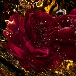 Absolus Allegoria Rose Amira - Parfemska voda