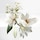 Un Jardin sur la Lagune - Eau de toilette