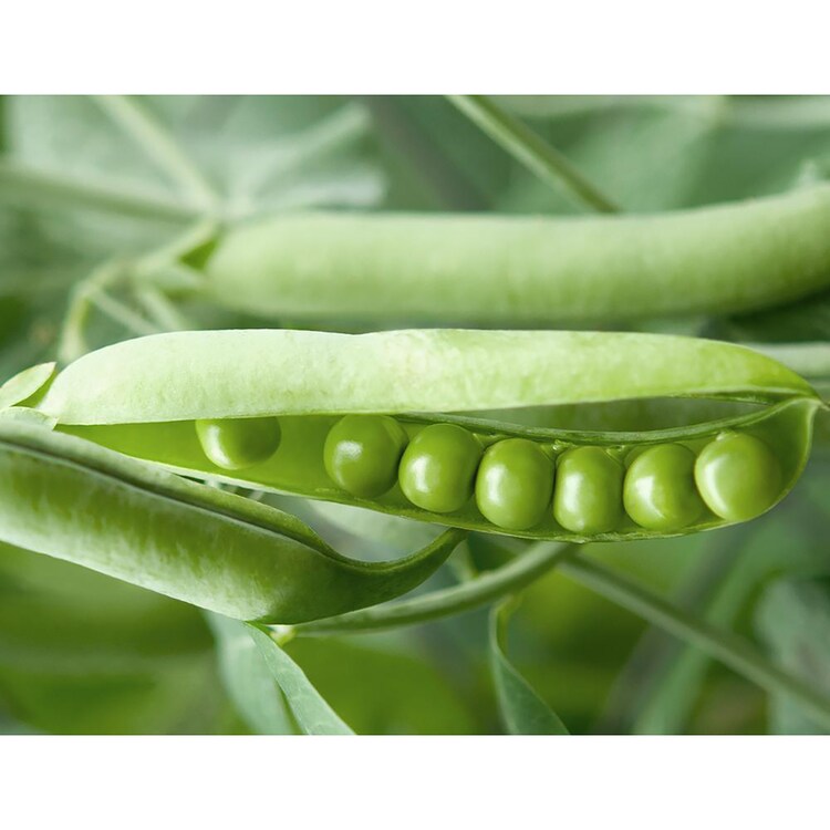 Masque au Soja Fermenté Bio-Cellulose - Máscara Calmante 