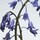 Wild Bluebell - Cologne