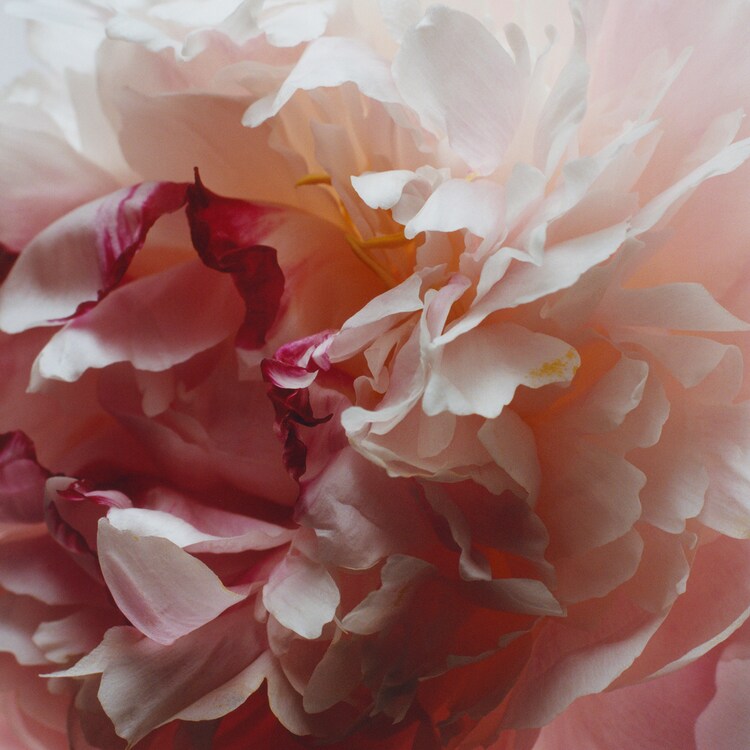Peony & Blush Suede - Lait Hydratant
