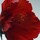 Red Hibiscus - Cologne Intense
