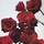 Red Roses - Cologne