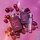 Lovefest Burning Cherry 48 - Eau de Parfum