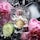 Roses On Ice - Eau de Parfum