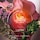 ALP Hot as Rose Eau De Parfum - Parfémovaná voda