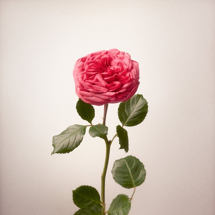 Just Give Me Roses - Parfémová voda