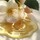 Shampooing au Miel