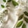 Masque Fleurs de Jasmin