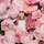 À la rose - Recharges - Eau de parfum