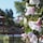 REPLICA SPRINGTIME PARK - Woda toaletowa